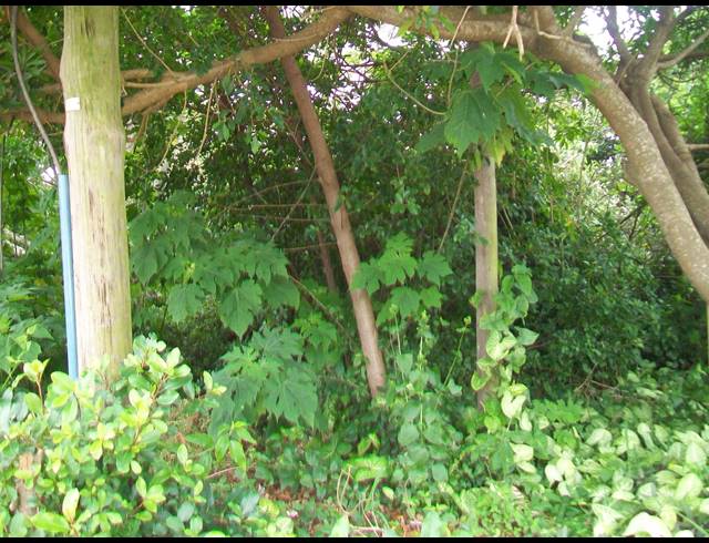 1,682M² VACANT LAND FOR SALE IN PALM BEACH